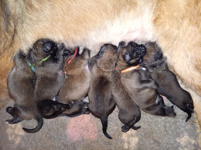 Les chiots de Leonberger