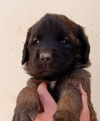 Les chiots de Leonberger