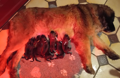 Les chiots de Leonberger