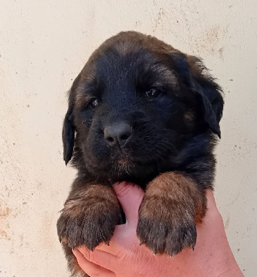 Les chiots de Leonberger