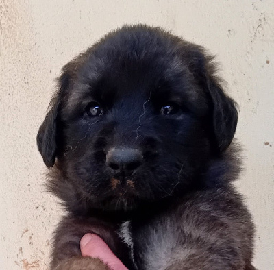 Les chiots de Leonberger