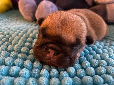 Les chiots de Bouledogue français