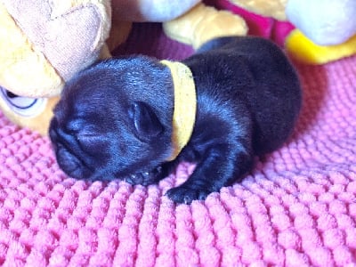 Les chiots de Bouledogue français