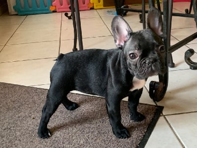 Les chiots de Bouledogue français