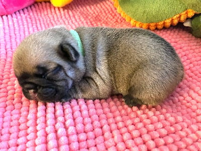 Les chiots de Bouledogue français