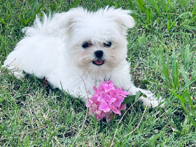 Les chiots de Bichon maltais