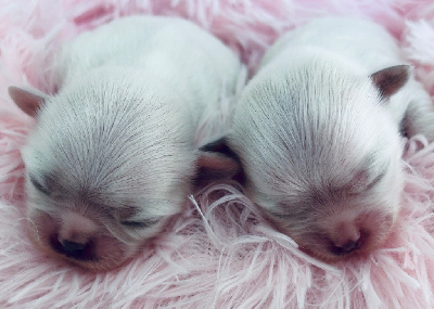 Les chiots de Bichon maltais