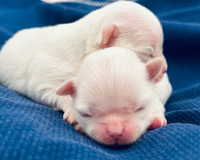 Les chiots de Bichon maltais