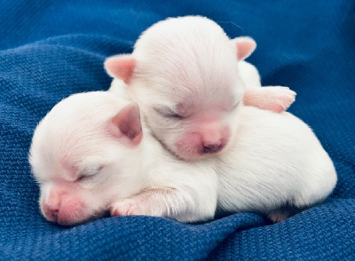 Les chiots de Bichon maltais