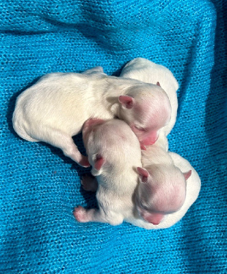 Les chiots de Bichon maltais