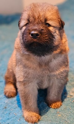 Les chiots de Eurasier