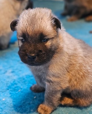 Les chiots de Eurasier