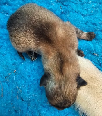 Les chiots de Eurasier