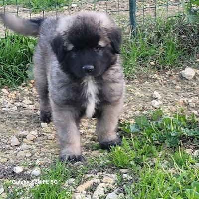 Les chiots de Berger Yougoslave de Charplanina