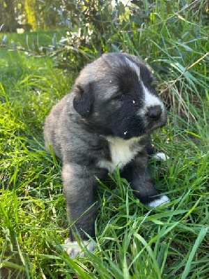 Les chiots de Berger Yougoslave de Charplanina