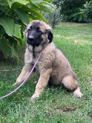 Les chiots de Berger Yougoslave de Charplanina