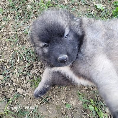 Les chiots de Berger Yougoslave de Charplanina