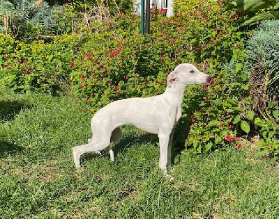 Les chiots de Whippet