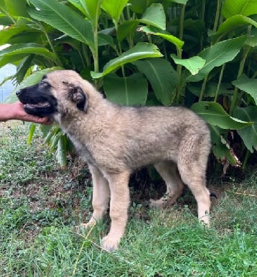 Les chiots de Berger Yougoslave de Charplanina