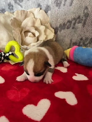 Les chiots de Welsh Corgi Pembroke