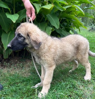 Les chiots de Berger Yougoslave de Charplanina