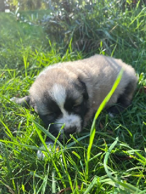 Les chiots de Berger Yougoslave de Charplanina