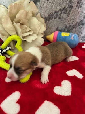 Les chiots de Welsh Corgi Pembroke