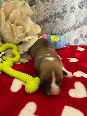 Les chiots de Welsh Corgi Pembroke