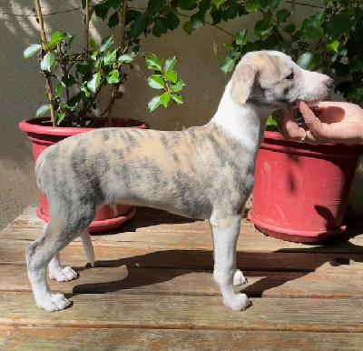 Les chiots de Whippet