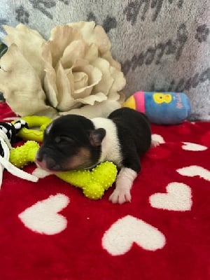 Les chiots de Welsh Corgi Pembroke