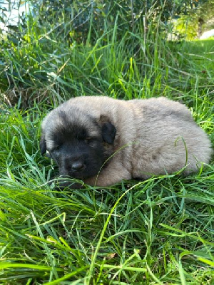 Les chiots de Berger Yougoslave de Charplanina