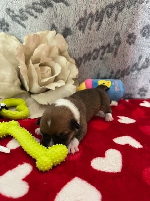 Les chiots de Welsh Corgi Pembroke