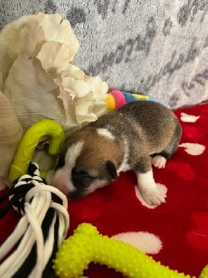 Les chiots de Welsh Corgi Pembroke