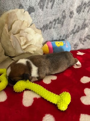 Les chiots de Welsh Corgi Pembroke