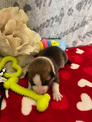 Les chiots de Welsh Corgi Pembroke