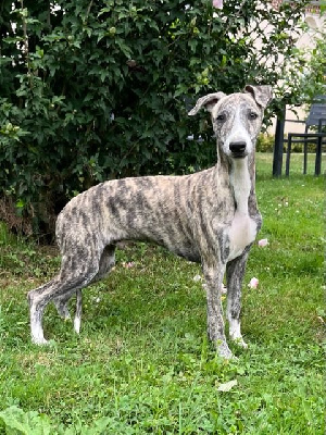 Voltaire des JdB - Whippet