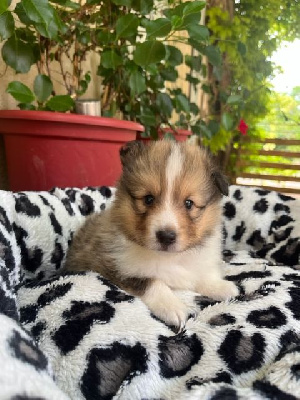 Les chiots de Shetland Sheepdog