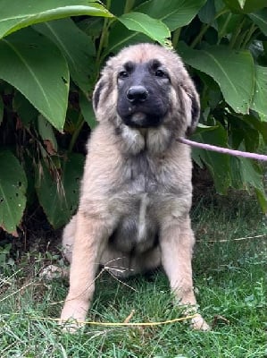 Les chiots de Berger Yougoslave de Charplanina