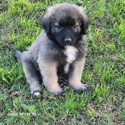 Les chiots de Berger Yougoslave de Charplanina