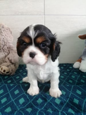 Les chiots de Cavalier King Charles Spaniel