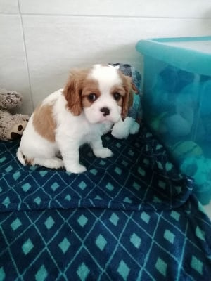 CHIOT 1 - Cavalier King Charles Spaniel