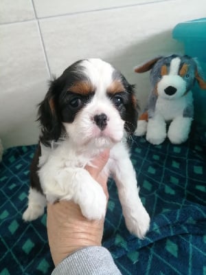 Les chiots de Cavalier King Charles Spaniel