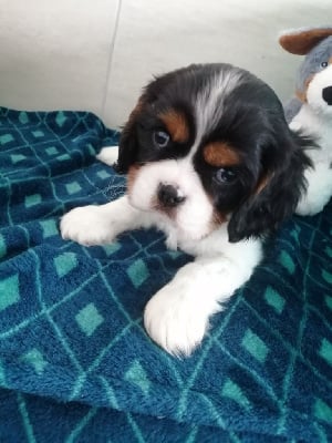 Les chiots de Cavalier King Charles Spaniel