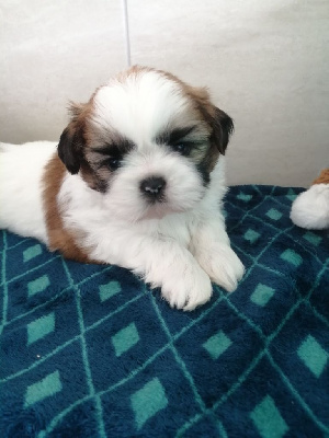 Les chiots de Shih Tzu