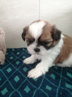 Les chiots de Shih Tzu