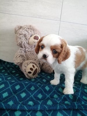 Les chiots de Cavalier King Charles Spaniel