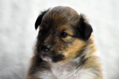 Les chiots de Shetland Sheepdog