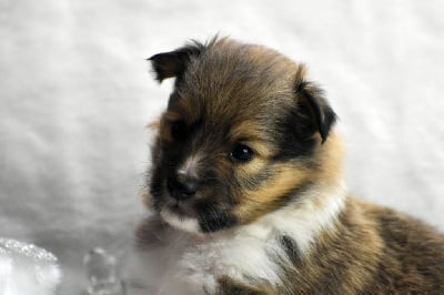 Les chiots de Shetland Sheepdog