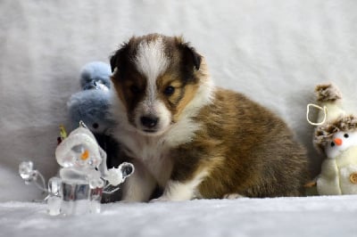 Les chiots de Shetland Sheepdog