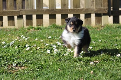 Les chiots de Colley à poil long